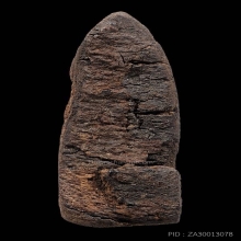 เนื้อว่านหน้าบุทอง สุโขทัย