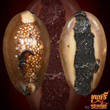 เบี้ยแก้ หลวงพ่อย้ง วัดบางแคกลาง