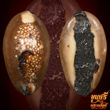 เบี้ยแก้ หลวงพ่อย้ง วัดบางแคกลาง