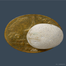 ลูกอมผง หลวงพ่อสงวน วัดไผ่พันมือ