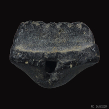 หลวงปู่ทวด พิมพ์ใหญ่เล็บเหยี่ยว วัดประสาทบุญญาวาส พศ.2506