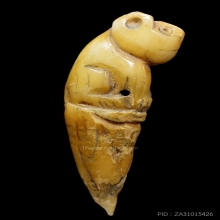 เสือหุบปาก เขี้ยว เนื้อจัด ไม่ทราบที่ (1)