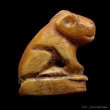 เสือหุบปาก เขี้ยว เนื้อจัด ไม่ทราบที่ (3)