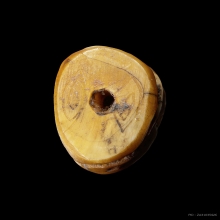 เสือหุบปาก เขี้ยว เนื้อจัด ไม่ทราบที่ (3)