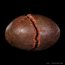 ลูกไม้กัลยาหลวงพ่อพริ้งวัดแจ้งเกาะสมุย