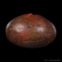 ลูกไม้กัลยาหลวงพ่อพริ้งวัดแจ้งเกาะสมุย