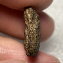 พระปิดตา เนื้อผงคลุกรัก ไม่ทราบที่ 