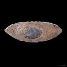 รูปเหมือนปั๊ม หลวงพ่อปี้ วัดลานหอย เนื้อเงิน 