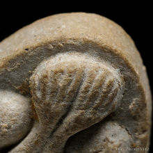 ปิดตามหาเสน่ห์ หลวงปู่โต๊ะ วัดประดู่ฉิมพลี ปี 18 เนื้อเกสร