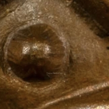 หลวงปู่ทิม วัดละหารไร่