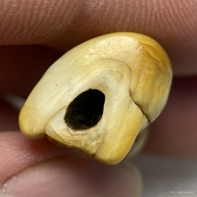 เขี้ยวเสือหลวงพ่อปานวัดบางเหี้ย