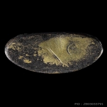 องค์ดำ ชินราชอินโดจีน พิมพ์ต้อบัวเล็บช้างปี2485มีโค๊ตสภาพสวย