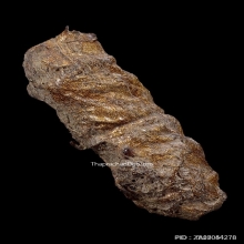 ตะกรุดหนังหน้าผากเสือ หลวงพ่อจง วัดหน้าต่างนอก