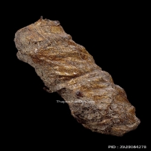 ตะกรุดหนังหน้าผากเสือ หลวงพ่อจง วัดหน้าต่างนอก