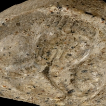 หลวงปู่ทิม วัดละหารไร่