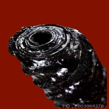 “ตะกรุดโทนสมเด็จพระนเรศวรมหาราช“ หลวงพ่อสมภพ วัดสาลีโข