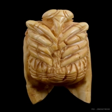 แมลงภู่คำ งาแกะ