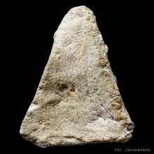 นางพญาหลวงพ่อฮก วัดท่าข้าม พ.ศ.2509 สวยแชมป์