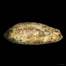 พระปิดตาวัดพลับ