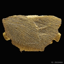 รูปหล่อสมเด็จพระพุทธชินราช รุ่น 640 ปี วัดพระศรีรัตนมหาธาตุ