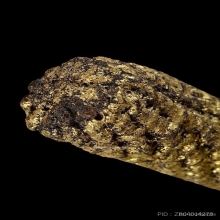 ตะกรุดหนังหน้าผากเสือ หลวงพ่อเต๋ วัดสามง่าม จ.นครปฐม