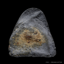 พระหลวงปู่ทวดวัดประสาทบุญญาวาสปี2506พิมพ์ใหญ่