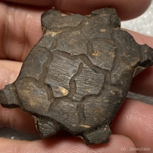 กะลาแกะรูปเต่า อุดผงฝังตะกรุด