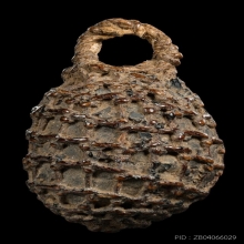 “หมากทุยตาข่ายเพชรสวยแชมป์”หลวงปู่เอี่ยม วัดหนัง