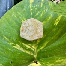 หลวงพ่อพรหมพระเนื้อผง พิมพ์โล่ใหญ่ปลุกเสกพิธีเสาร์5 ปี16