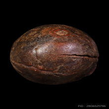 ลูกไม้กัลยาหลวงพ่อพริ้งวัดแจ้งเกาะสมุย