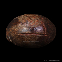 ลูกไม้กัลยาหลวงพ่อพริ้งวัดแจ้งเกาะสมุย