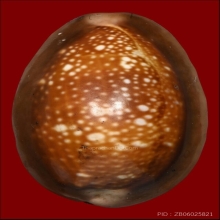 เบี้ยแก้หลวงพ่อนุ่ม(ลูกที่1)