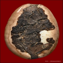 เบี้ยแก้หลวงพ่อนุ่ม(ลูกที่1)