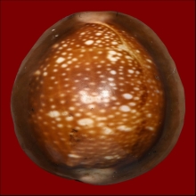 เบี้ยแก้หลวงพ่อนุ่ม(ลูกที่1)