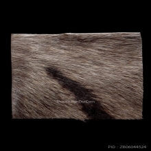 ตะกรุดหนังหน้าผากเสือ หลวงปู่เจือ  วัดกลางบางแก้ว