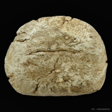 พระวัดพลับพิมพ์สมาธิเข่ากว้าง