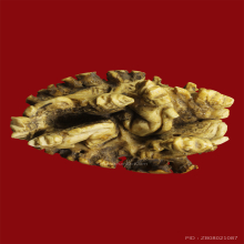 สิงห์เขากวางคุด