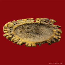 สิงห์เขากวางคุด