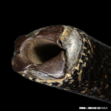 ตะกรุดหลวงพ่อเงิน วัดบางคลาน เนื้อสองกษัตริย์