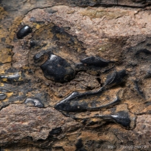 หลวงพ่อสุ่น วัดบางปลาหมอ พิมพ์ฐานตาราง องค์ที่ ๖