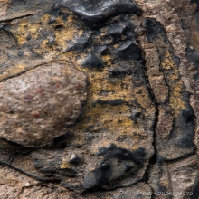 หลวงพ่อสุ่น วัดบางปลาหมอ พิมพ์ฐานตาราง องค์ที่ ๖