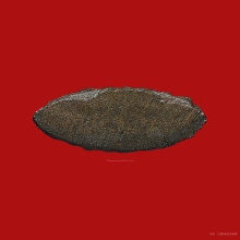 พระชัยวัฒน์สมาธิบัวสามชั้น หลวงพ่ออ๋อย วัดไทร ปี2484