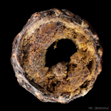 ตะกรุดหน้าผากเสือ หลวงพ่อหว่าง วัดเทียนถวาย 