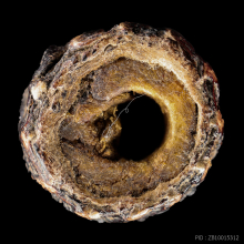 ตะกรุดหน้าผากเสือ หลวงพ่อหว่าง วัดเทียนถวาย 