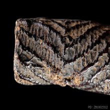 ตะกรุดหน้าผากเสือ หลวงพ่อหว่าง วัดเทียนถวาย 