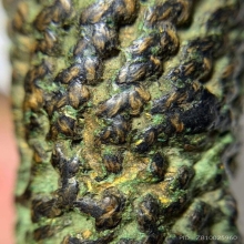 ตะกรุดหนังเสือหลวงพ่อเต๋