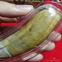 เขี้ยวโคร่ง โปร่งฟ้า