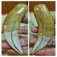 เขี้ยวโคร่ง โปร่งฟ้า