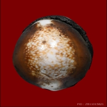 เบี้ยแก้หลวงพ่อนุ่ม(ลูกที่2)