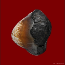 เบี้ยแก้หลวงพ่อนุ่ม(ลูกที่2)